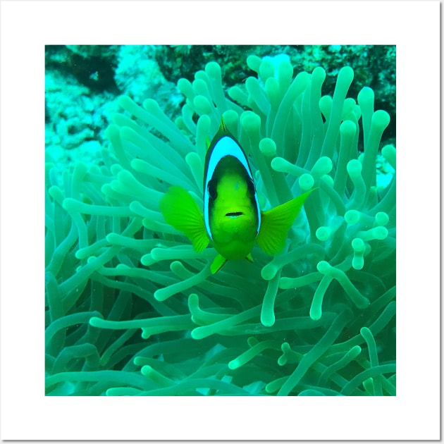 Greetings from Clownfish Wall Art by likbatonboot